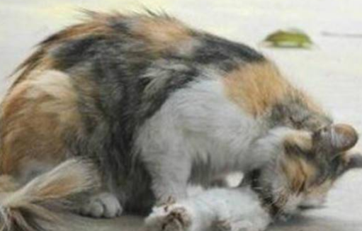 奶猫被人狠心摔死，猫妈伤心失去意识