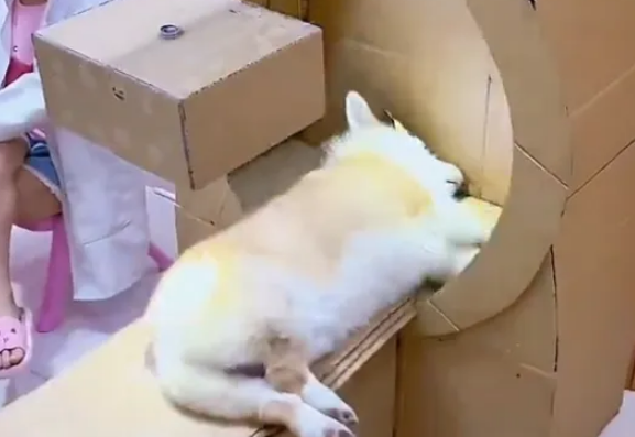 这只柯基每天都要生病，配得上“影帝”头衔