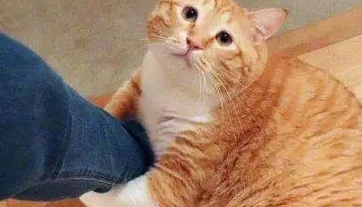 橘猫给自己找到“黄金项链”，主人凑近后，吓得头皮都发麻了
