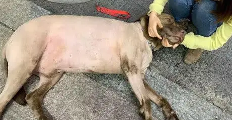 以为女孩牵只猪出来散步，路人追上去看了一眼，发现。。。