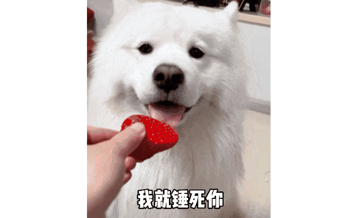 萨摩耶不想洗澡，从宠物店溜走跑回家...