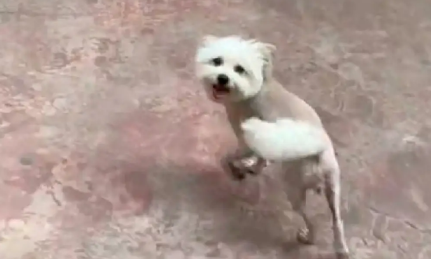 狗狗主动领人进小店，要人给它买食物吃！老板：它已经是惯犯了