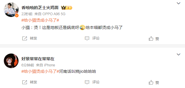 给小猫烫成小马了，网友热评超好笑