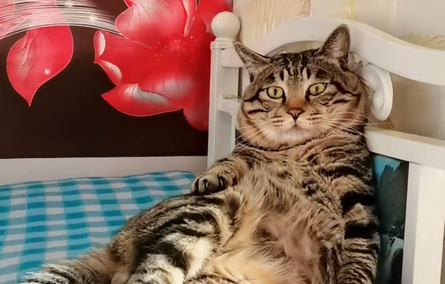 13岁狸花猫因睡姿妖娆走红,但没想到,它背后还有更励志的故事 13岁狸花猫因睡姿妖娆走红,但没想到,它背后还有更励志的故事