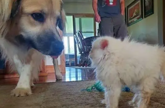 流浪猫被带回家，刚养好身体就正面对上狗狗