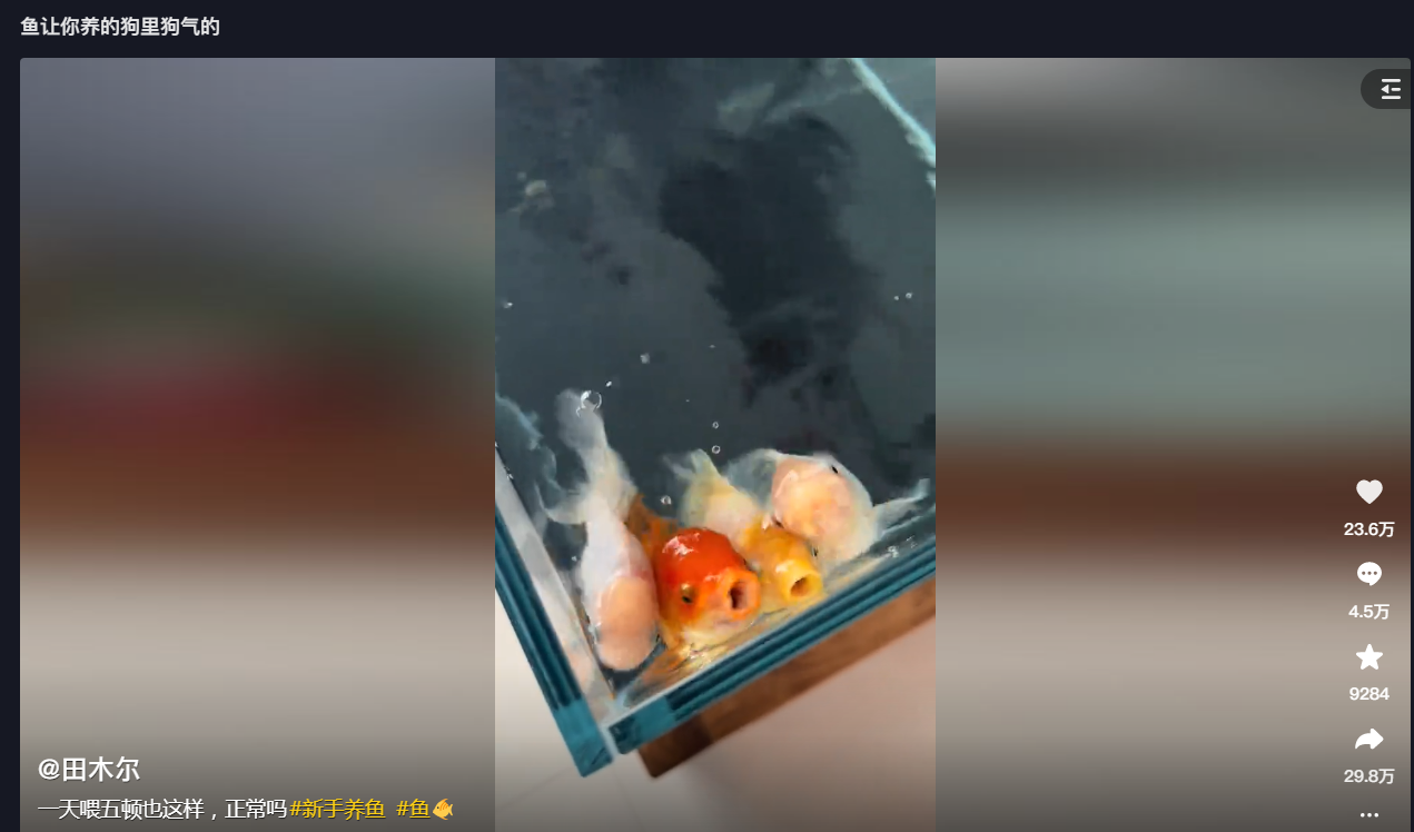 鱼让你养的狗里狗气的，这是怎么做到的？！