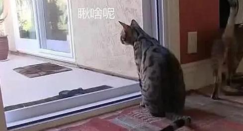 主人发现阳台门被打开，看了监控后愣住了：这猫成精了？