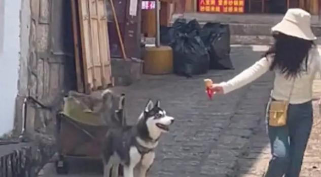 哈士奇帮住宿的客人拉行李箱，招揽了生意又帮了忙，一举两得啊！