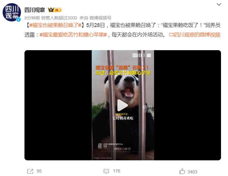 福宝最爱吃苦竹和糖心苹果，真的太萌了