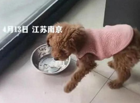 3只宠物狗被婆婆砍杀，南京官方回应！