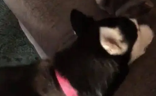 碰到这样一只烦人的哈士奇，猫咪的内心是十分崩溃的