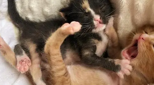 2只小奶猫，刚出生就被抛弃，相依为命直到遇到新主人！