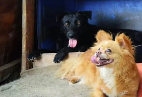 外卖小哥十年如一日，带着狗狗送快递，温暖画面感动无数人