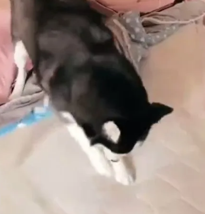 哈士奇不愧是二哈，连生气的方式都那么与众不同