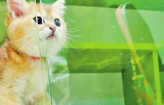 多人“0元购”猫咪反而收到律师函 业内人士揭秘免费领养套路