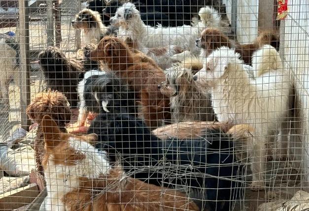 暴雪后狗棚全部坍塌，几十只狗狗瞬间又没了家…