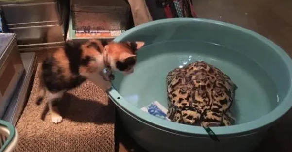 捡回一只小流浪猫，直接占了乌龟的窝，还把它当成坐骑