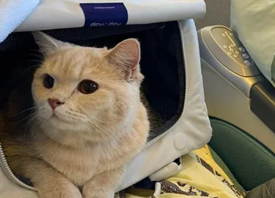橘猫太胖上不了飞机，成功减肥后如愿以偿，和铲屎官一起坐飞机