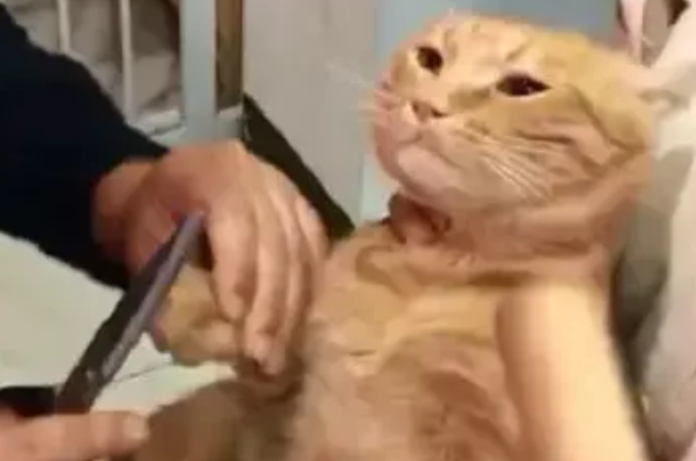 铲屎官给橘猫剪指甲，橘猫看着面前的擀面杖，它流下屈辱的泪水