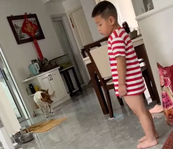 拉布拉多睡觉时突然“塌房”，监控拍下无辜小狗的真相！