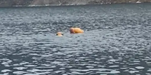 狗狗看到游泳的大爷在河里，还以为他溺水了，立马跳入河中救人！