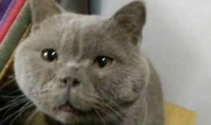 女子在网上买了只蓝猫，刚开始挺萌，养大后想退货：这猫我吸不了