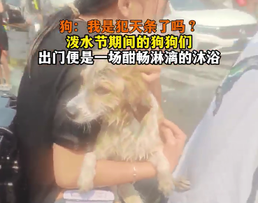 泼水节的狗子与那些缺乏边界感的人类