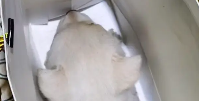 出差偶遇只垃圾桶旁的小狗，从此命运改变，短短一年走向狗生巅峰