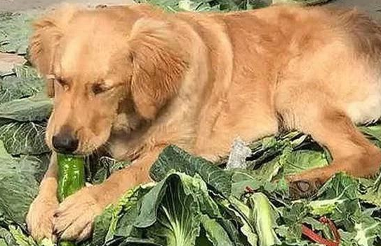 金毛走丢一个月，男主意外在菜市场找到它