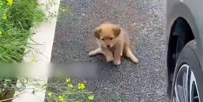 残疾小狗被扔在寺庙门口，特别亲人却总被忽视，最后终等到幸福