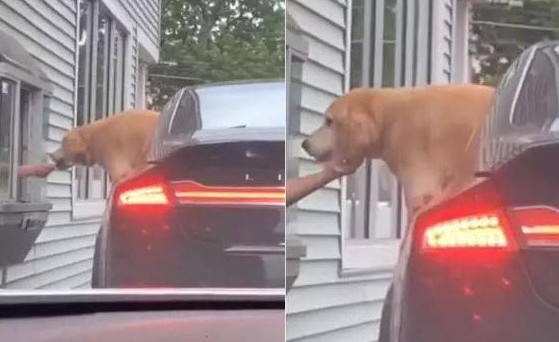 车上的金毛探头紧盯小窗，向外卖服务员讨吃，却被行车记录仪拍下 