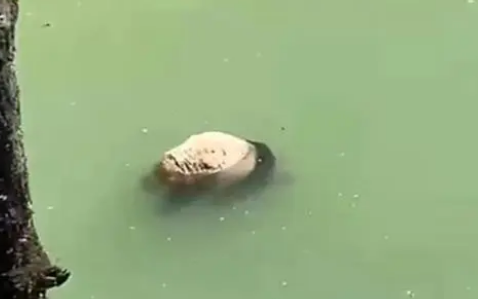 四川一河道发现大熊猫尸体