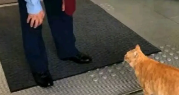 两年内黑猫不断试图闯入，却屡次被警卫员拦截，最后究竟谁胜谁负
