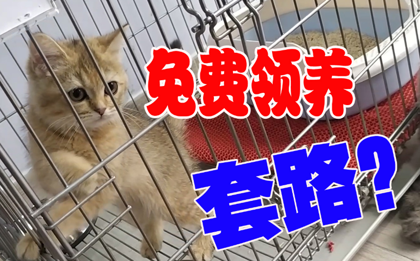 “免费领养”宠物的套路也太多了