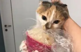 猫咪爱偷吃，就算是热乎乎的丸子也要直接抢，为了吃被烫也不怕