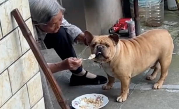 奶奶每天都是亲自喂狗狗，都快把它给喂吐了！