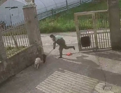 狗狗看到同伴回家迟了被打，它站在门口和主人对视