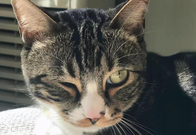 尿爸养新猫了，尿尿有伙伴了，然而网友只关心新猫的名字