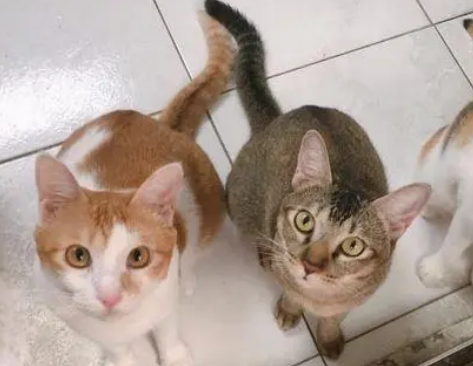 主人误以为是三花猫打翻猫砂，看监控发现冤枉它了