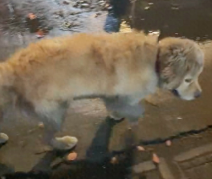 一只脏兮兮的金毛，以为是流浪狗，结果是对面散养的