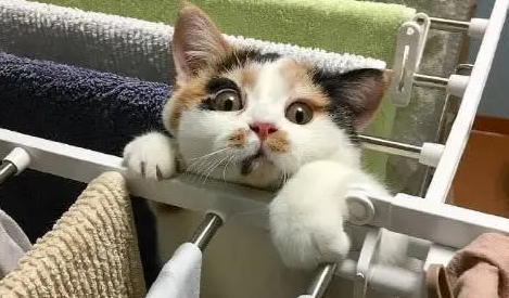 拿毛巾洗冲凉时，三花躲起来暗中观察