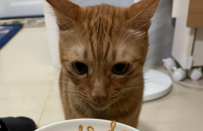 主人给猫做蛋糕，小猫咪一年比一年嫌弃：这个生日非过不可吗？