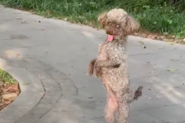 一只用两只脚直立行走的泰迪，疑似被遗弃在公园