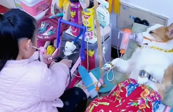 这只柯基每天都要生病，配得上“影帝”头衔