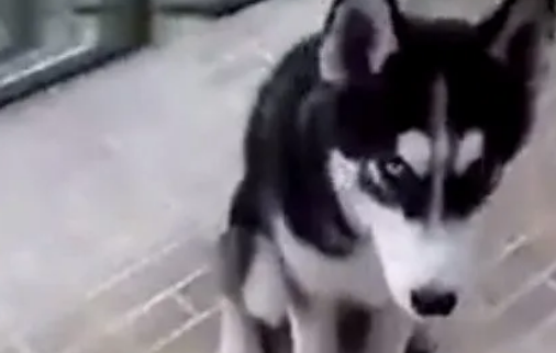 哈士奇和主人飙戏，就这演技加个鸡腿一点都不过分