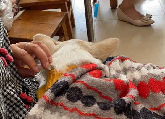 买来的宠物犬为何没活过一周？