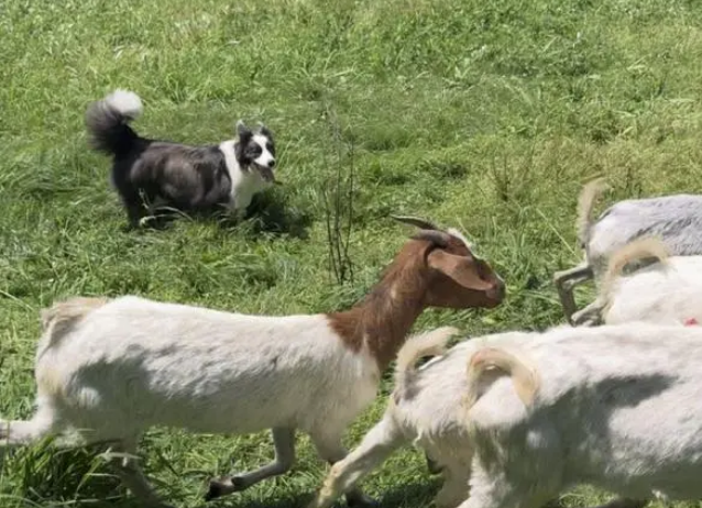 主人给4只边牧买51只羊后遭投诉