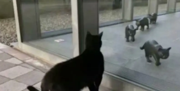 两年内黑猫不断试图闯入，却屡次被警卫员拦截，最后究竟谁胜谁负