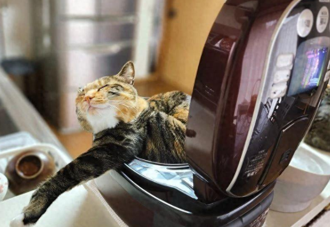 霸道三花猫占据主人的电饭锅当窝，又霸占了枕头当床