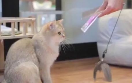 假期寄养预订火爆！萌宠经济升温